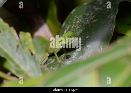 Lézard vert à crête (Bronchocela cristatella). Un lézard arboricole et diurne à Bornéo et ailleurs. Banque D'Images