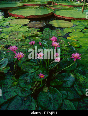 Victoria Amazonica nénuphars géants Victoria Regia Banque D'Images