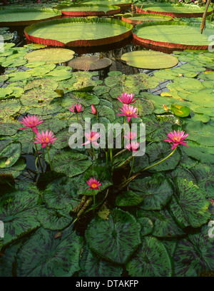 Victoria Amazonica syn. Nénuphars géants Victoria Regia Banque D'Images