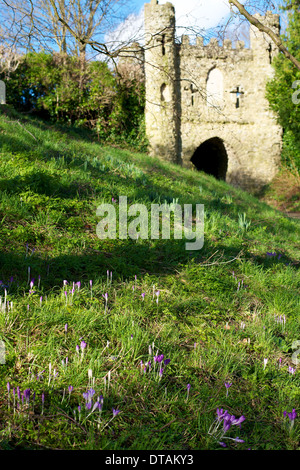 Reigate château médiéval simulé la folie de passerelle et les crocus dans le fossé sec, dans le faible soleil d'hiver en Février Banque D'Images