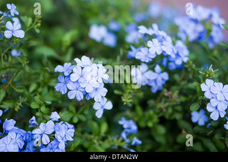 Fleur Fleur bleu un aspect frais. Banque D'Images