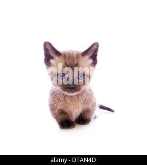 Mignon chaton Munchkin avec grand chef isolé sur fond blanc