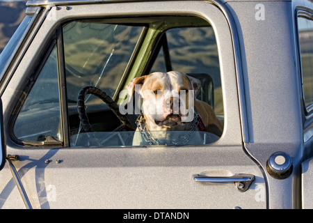 Bull-terrier américain de mine en camionnette Banque D'Images