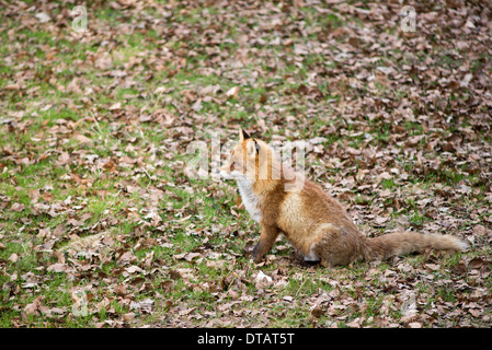 Le renard roux, Vulpes vulpes assis sur un pré Banque D'Images