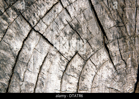 Vieux tronc d'arbre scié montrant les anneaux d'âge Banque D'Images