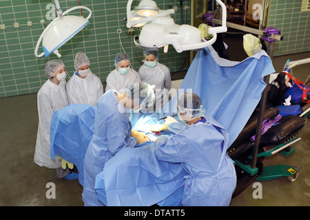 Berlin, Allemagne, les élèves observent des vétérinaires en chirurgie sur le cheval Banque D'Images