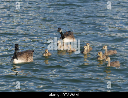 La bernache du Canada, Branta canadensis Banque D'Images