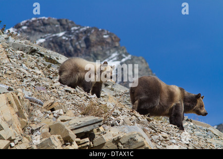 Un mignon bébé grizzli passe son temps avec sa mère dans le parc national des Glaciers. Banque D'Images