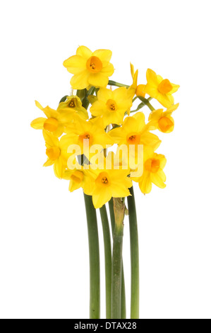 Bouquet de jonquilles miniature blanc isolé contre Banque D'Images