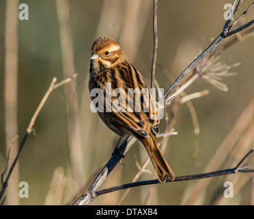 Reed Bunting femelle (plumage d'hiver) Banque D'Images