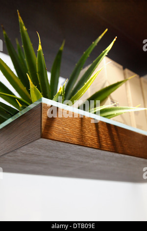 Close-up of aloe vera Banque D'Images