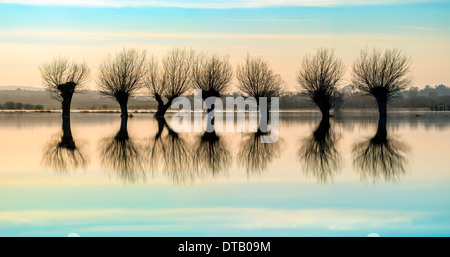 Une rangée de saules étêtés, silhouette sur le paysage inondé des Somerset Levels. Banque D'Images