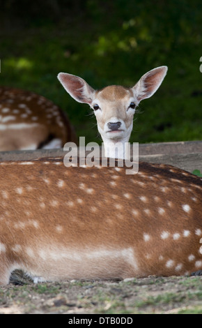 Deer resting in forest Banque D'Images