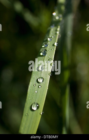 Gouttes de pluie sur brin d'herbe, close-up Banque D'Images