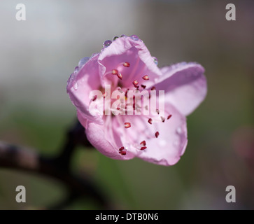 -Jusqu'à proximité de la fleur de cerisier rose Banque D'Images