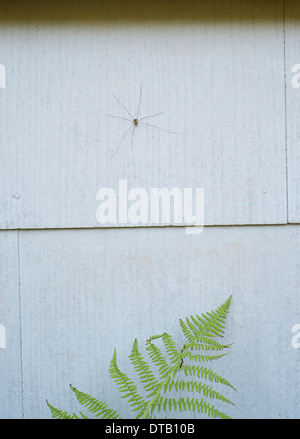 A Daddy Long Legs araignée sur mur au-dessus de fougère, close-up Banque D'Images