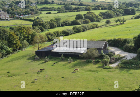 Quatre ânes et un cheval paître dans un champ près de Corfe Castle, Dorset. Banque D'Images