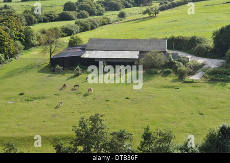 Quatre ânes et un cheval paître dans un champ près de Corfe Castle, Dorset. Banque D'Images