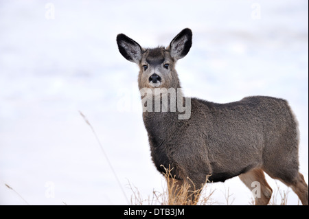 Portrait d'une image d'un jeune cerf mulet Banque D'Images