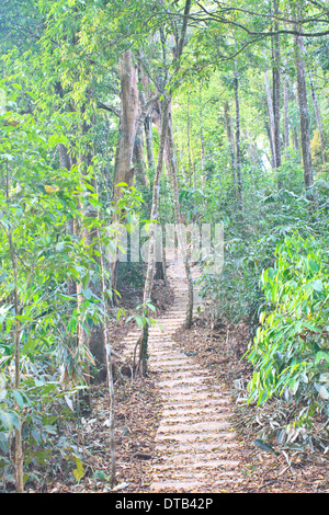 Escalier de jungle, dans le parc national, la Thaïlande Banque D'Images