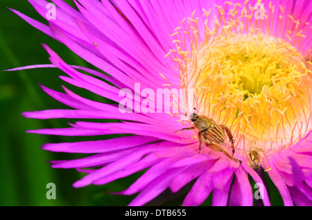 Beetle sur une fleur pourpre Banque D'Images