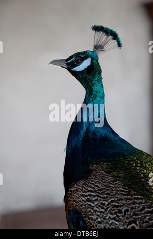 Close up of peacock Banque D'Images