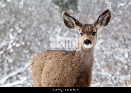 Sensibiliser les jeunes le cerf mulet en hiver Banque D'Images