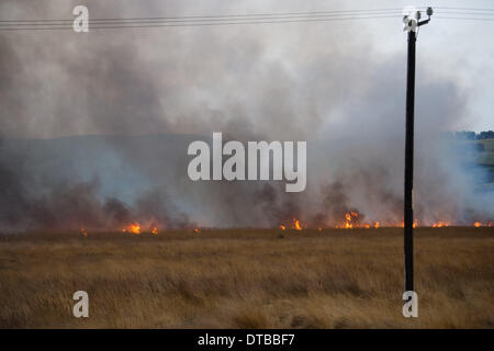 L'Ouest du pays de Galles Ceredigion Borth, vendredi 14 mars 2014 de grandes parties de cors Fochno Borth (Bog) réserve naturelle des zones humides sont en feu à la suite de la chute de lignes à haute tension pendant la nuit. Les incendies, qui s'étend dans une ligne quelque 250m de large sont en feu 200m de maisons voisines, caravanes et de l'église Crédit photo : Keith morris/Alamy Live News Banque D'Images