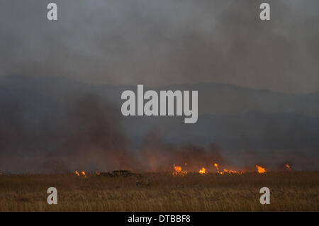 L'Ouest du pays de Galles Ceredigion Borth, vendredi 14 mars 2014 de grandes parties de cors Fochno Borth (Bog) réserve naturelle des zones humides sont en feu à la suite de la chute de lignes à haute tension pendant la nuit. Les incendies, qui s'étend dans une ligne quelque 250m de large sont en feu 200m de maisons voisines, caravanes et de l'église Crédit photo : Keith morris/Alamy Live News Banque D'Images