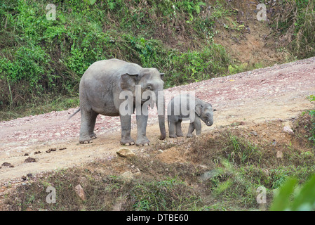 Éléphant d'Asie (Elephas maximus). Mère et son petit, partie d'un petit troupeau, sur une route de terre dans la zone de conservation de la vallée de Danum Banque D'Images