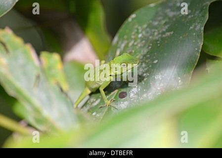 Lézard vert à crête (Bronchocela cristatella). Un lézard arboricole et diurne à Bornéo et ailleurs. Banque D'Images