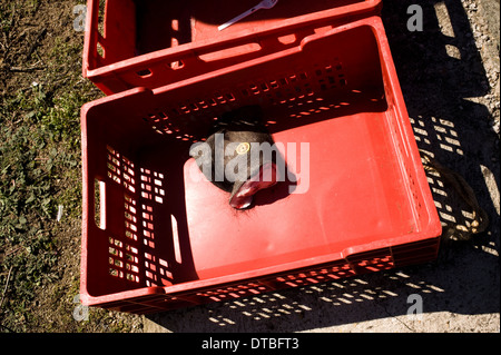 L'abattage de porcs en Villaseco de los Gamitos, Espagne. l'abattage tuant matanza espagnol cerdo Banque D'Images