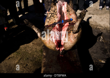 L'abattage de porcs en Villaseco de los Gamitos, Espagne. l'abattage tuant matanza espagnol cerdo Banque D'Images