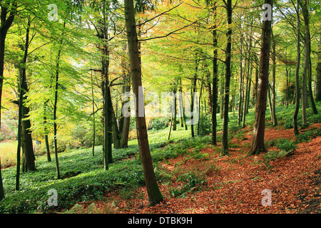 En automne les arbres forestiers prises à Stourhead National Trust. Wiltshire, Angleterre. Banque D'Images