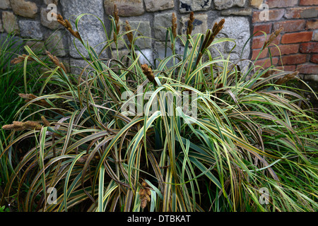 Carex trifida rekohu sunrise Tataki panaché bouquet - graminées carex laîche toujours verte formant feuilles vert blanc Banque D'Images