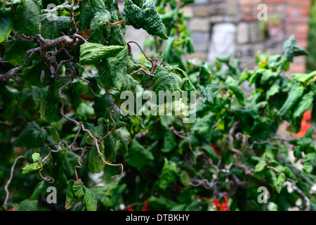 Corylus avellana contorta corkscrew hazel nuts noisetiers Harry Lauder Lauder's walking stick curly branche branches torsadées gondolé Banque D'Images