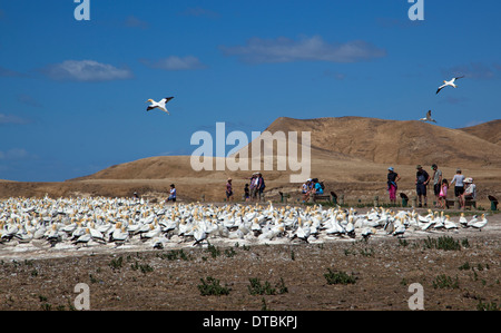 Cape Kidnappers et Colonie de Fou de Bassan, Hawke Bay, près de Hastings, île du Nord, Nouvelle-Zélande Banque D'Images