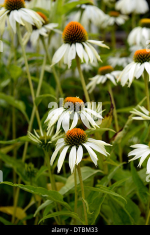 White Swan Echinacea purpurea Échinacée coneflowers fleur fleurs plantes vivaces portraits centres orange Banque D'Images