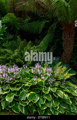 Hosta blanc vert feuillage feuilles panachées Dicksonia antarctica fougère arborescente dryopteris ombre ombre plantation mixte régime ombragé Banque D'Images