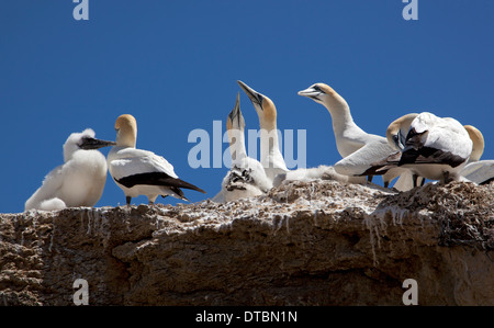 Cape Kidnappers et Gannett colonie, près de Hastings, île du Nord, Nouvelle-Zélande Banque D'Images