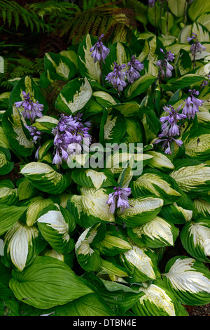 Hosta vert blanc feuilles panachées pourpre feuillage floraison fleur fleurs couleur coloré couleurs mixtes mix Banque D'Images