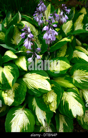 Hosta vert blanc feuilles panachées pourpre feuillage floraison fleur fleurs couleur coloré couleurs mixtes mix Banque D'Images