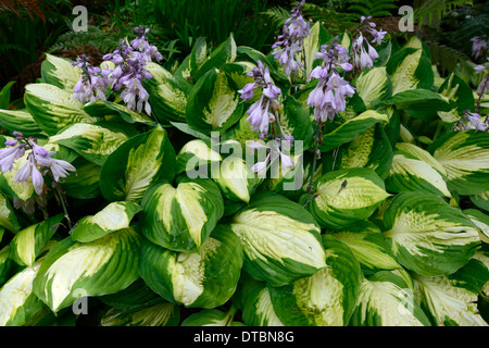 Hosta vert blanc feuilles panachées pourpre feuillage floraison fleur fleurs couleur coloré couleurs mixtes mix Banque D'Images