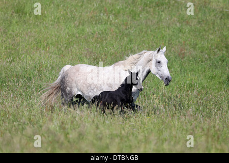 Mare et poulain galopant à travers les hautes herbes d'un pâturage Banque D'Images