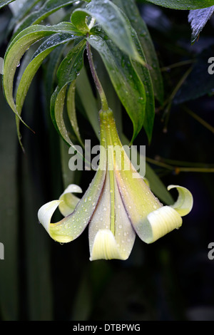 Lilium nepalense trompette lily lillies rouge vert parfumé aux fleurs parfumées fleurs fleurs de couleur couleur Banque D'Images