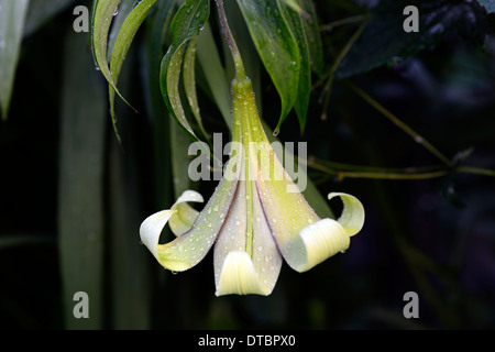 Lilium nepalense trompette lily lillies rouge vert parfumé aux fleurs parfumées fleurs fleurs de couleur couleur Banque D'Images