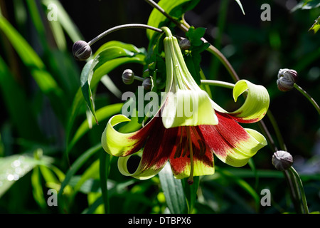 Lilium nepalense trompette lily lillies rouge vert parfumé aux fleurs parfumées fleurs fleurs de couleur couleur Banque D'Images