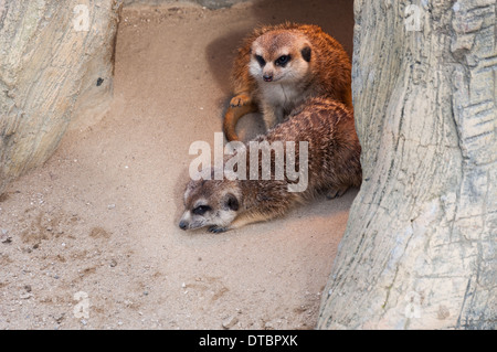 Les suricates au Zoo de Séoul. Banque D'Images