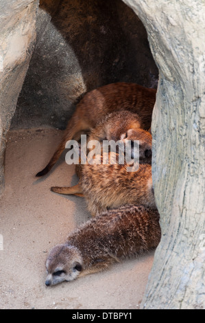 Les suricates au Zoo de Séoul. Banque D'Images