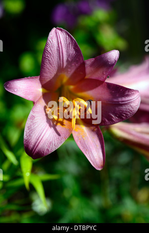 La perfection rose Lilium trompette lily rose fleur parfumée parfumée de fleurs lys fleurs blooming Banque D'Images